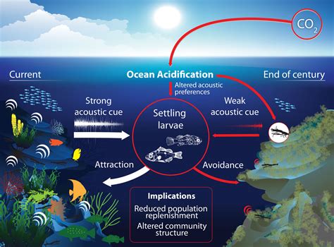 The Silencing Of The Seas How Our Oceans Are Going Quiet