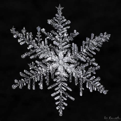 Monster Symmetry Snowflake Images Snowflakes Image