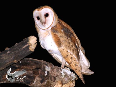 For the first few steps, don't press down too hard with your pencil. Barn Owl Biology - Owling.com