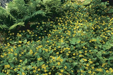 10 Ground Covers For Shade Finegardening