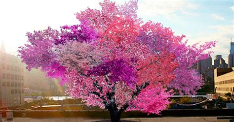 This Is One Of The Most Beautiful Trees In The World But Can You Guess
