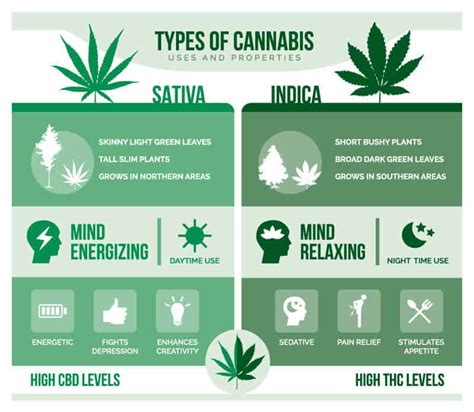 Sativa is best used during the day time. Still Confused Between Indica And Sativa? Here Is A ...