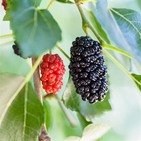 Dwarf Everbearing Mulberry Tree, 4-5 Year Old in Container
