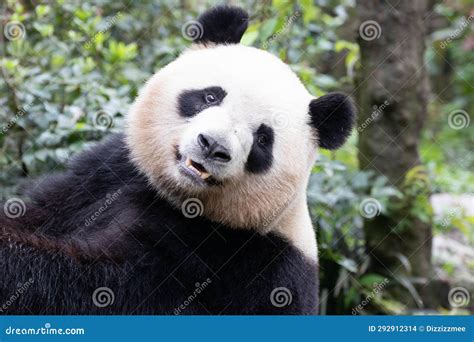 Close Up Happy Panda In Chengdu Panda Base Stock Photo Image Of