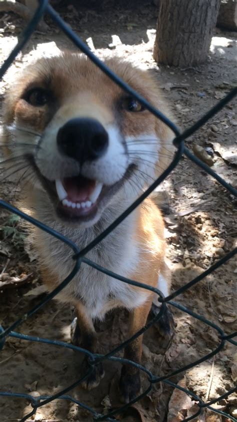 A Brown And White Dog Standing In Front Of A Fence With Its Mouth Open