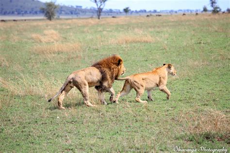 Lions Mating Sequence 2 By Okavanga On Deviantart