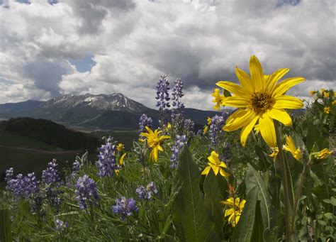 Yellow Daisy Wildflower Festival Crested Butte Colorado Flickr