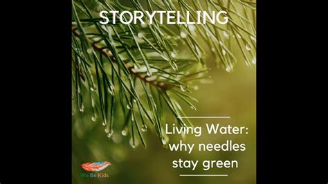 Living Water Why The Needles Stay Green Youtube