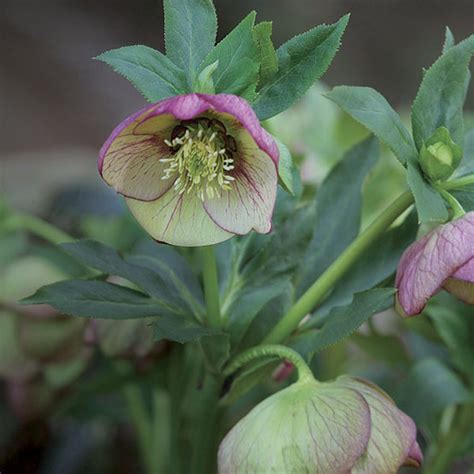 Hellebores Cure The Late Winter Blues Finegardening