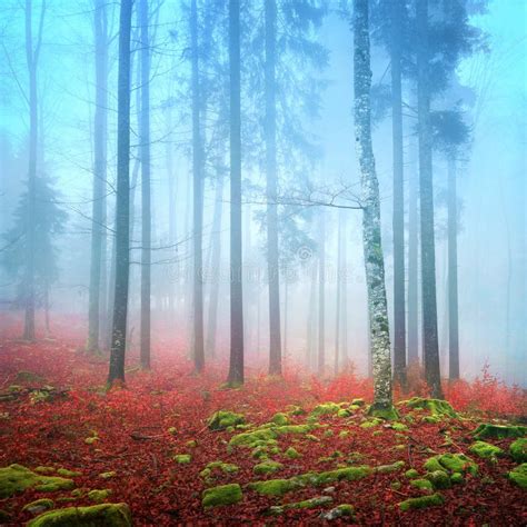 Foggy Autumn Forest Stock Image Image Of Misty Wild 36202765