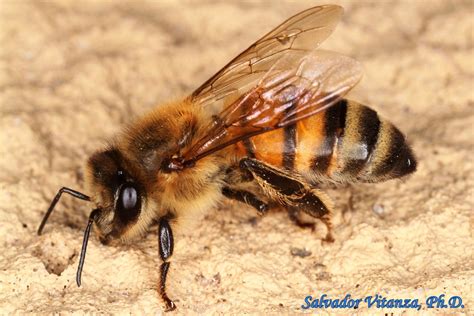 Hymenoptera Apidae Apis Mellifera Honey Bee Female F Urban Programs
