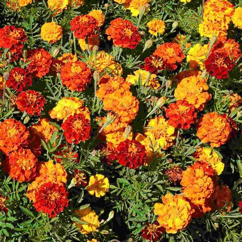The scented flowers are hermaphrodite (have both male and female organs). Marigold Flower for sale in UK | 24 used Marigold Flowers