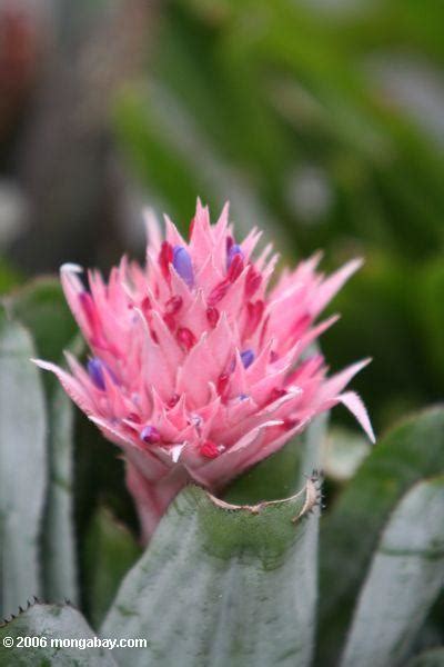 Aechmea Fasciata Bromeliad With Pink Flower Identification By