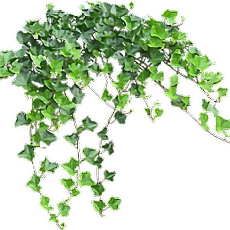 Ivy Hanging Plant Png Search More Hd Transparent Hanging Ivy Image On