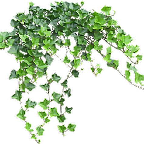 Hanging Plant Clipart Transparent Background ~ Alienware Png Logo