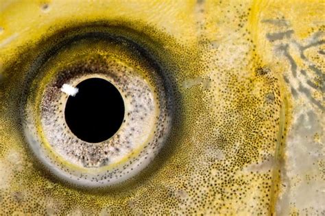 Koi Fish Eyes How They Work And How To Keep Them Healthy