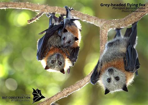 Grey Headed Flying Fox Bat Conservation International Nature Animals