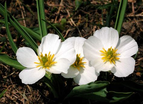Hotel schneeberg hier werden urlaubsträume wahr. Ranunculus kuepferi