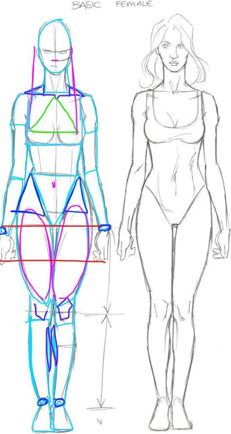Anatomy Of Female Drawing Reference Human Body Drawing Female