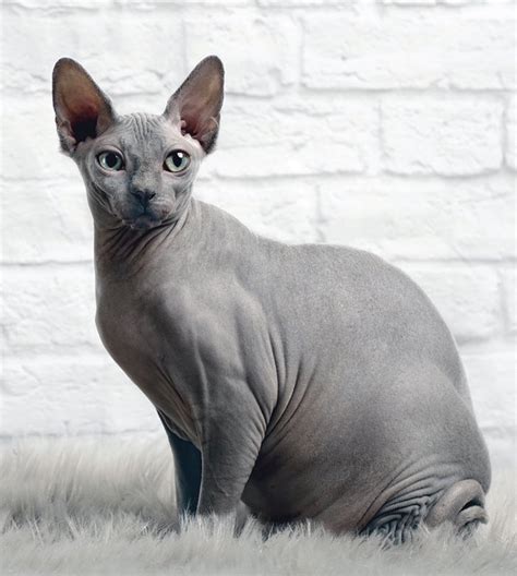 sphynx cat cat breed history   interesting facts