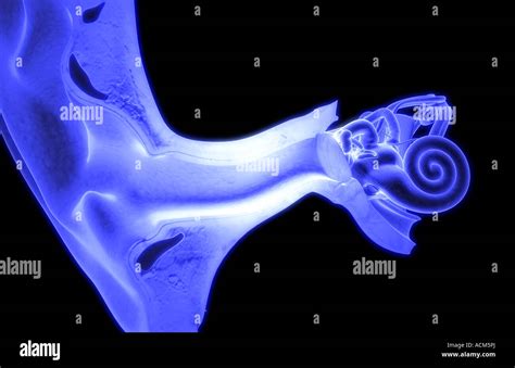 Ear Anatomy External Pinna