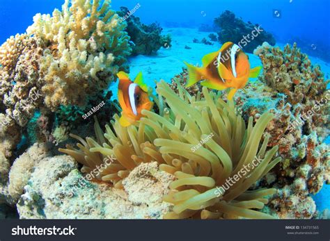 Marine Life Red Sea Stock Photo 134731565 Shutterstock