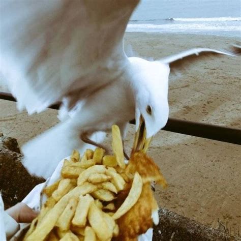 Funny Seagulls Stealing Food 27 Pics