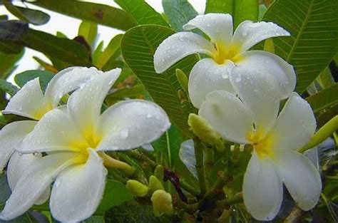Tropical Flowering Trees Philippines 7 Philippine Native Trees You