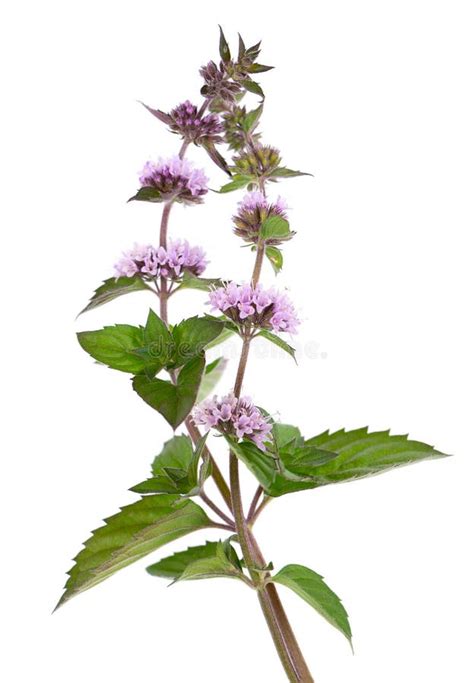 Peppermint Flowers Isolated On White Background Mint Branch Herbal