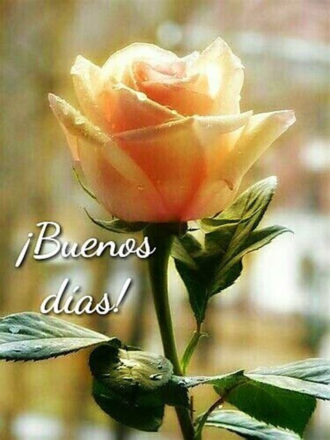 Good Morning Rose Flower In Spanish Morning Kindness Quotes