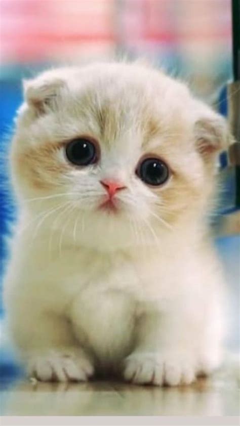 Pin By Tatiana Santos On Cute Kittens♥️ Cutest Kittens Ever Cute