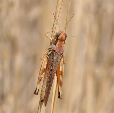 Migratory Grasshopper Melanoplus Sanguinipes Adult Female Flickr