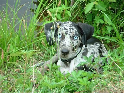 Dogs Of Our World Louisiana Catahoula Leopard Dog