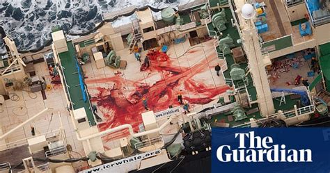 Whales Killed By Strandings And People Across The World In Pictures Environment The Guardian