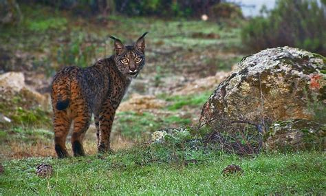 biodiversidad en los paises mediterraneos wildmed el último bosque mediterráneo