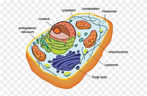 Download And Share Clipart About Eukaryotic Cell Structure And Function