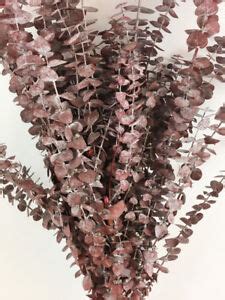 Preserved Fragrant Baby Eucalyptus Branches Frosted Red 16 oz | eBay