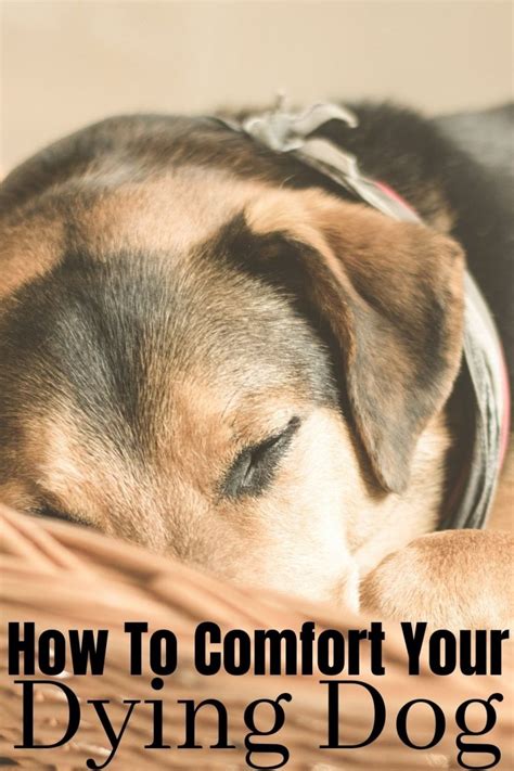 11 Natural Ways To Comfort Your Dying Dog At Home