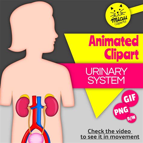 Urinary System Clip Art Animated Gif And Printable Png Etsy