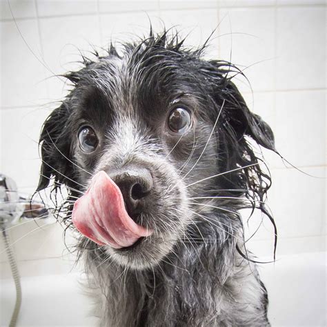 Maybe you would like to learn more about one of these? Hunde Selfies: Fotobuch von Hansi Trompka | Hundebücher ...
