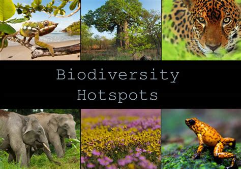 Biodiversity Hotspots Biodiversity Hotspot A Biogeographic Region