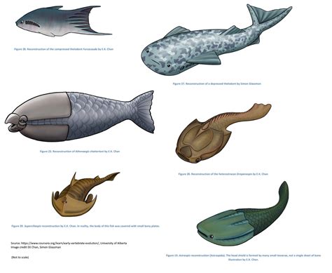 Some Extinct Jawless Fish Thelodonts Pteraspidomorphs And