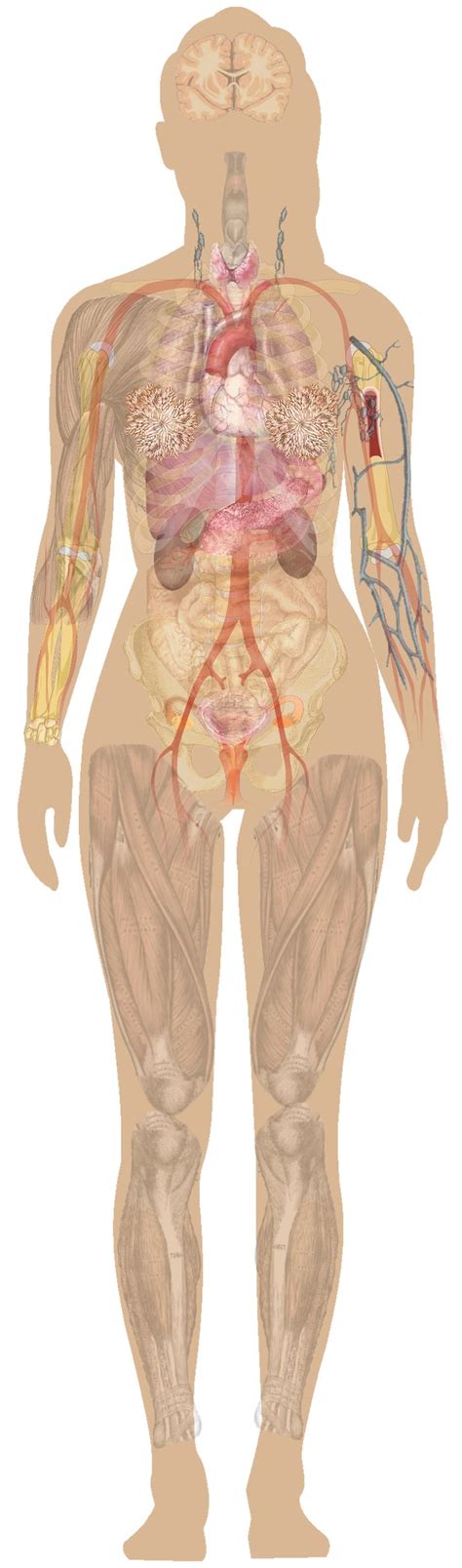 The coeliac trunk is the second branch of the abdominal aorta (the first branches are the paired inferior phrenic arteries). 14 best images about Human anatomy female on Pinterest | Human anatomy, Results and Anatomy and ...