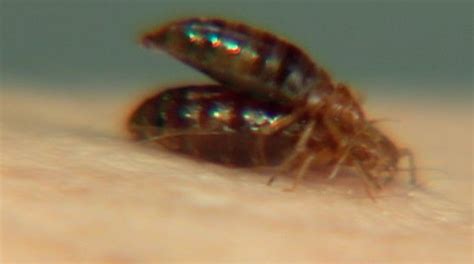 Bed Bug Life Cycle Bed Bug Bites Bed