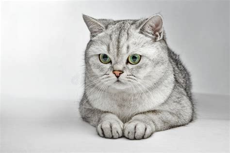 Gray British Shorthair Portrait Of British Shorthair Cat Lying On A