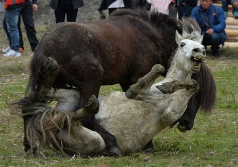 mas peleas de caballos  celebrar el ano del caballo en china schnauzicom