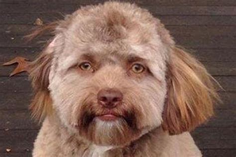Theres A Scientific Reason Why People Think This Dog Looks Human Insider