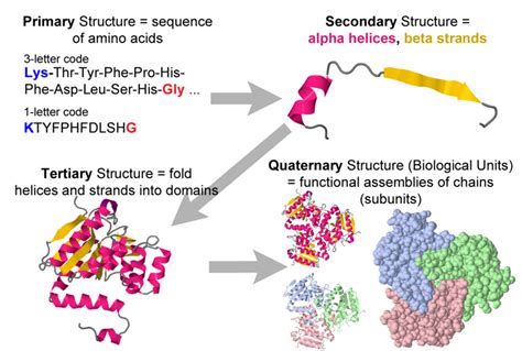 Protein Primary Secondary Tertiary And Quaternary Structure
