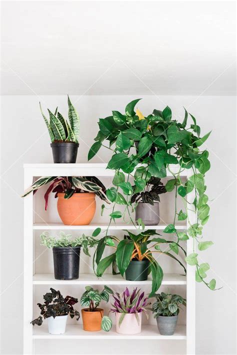 Indoor Plant Stock Photos Styled Stock Society Indoor Plants