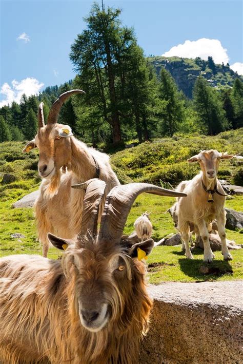 Mountain Goats In Alpine Landscape Italy Stock Image Image Of